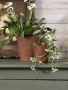 Chalk Paint 1 Litro Olive