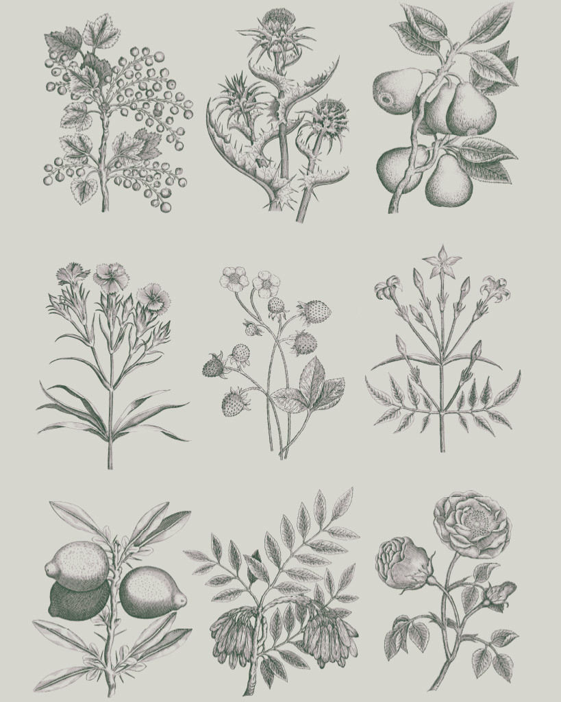 RHS DECOUPAGE PAPER BOTANICAL DRAWINGS - FURNITURE PAPER 67*48CM