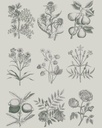 RHS DECOUPAGE PAPER BOTANICAL DRAWINGS - FURNITURE PAPER 67*48CM