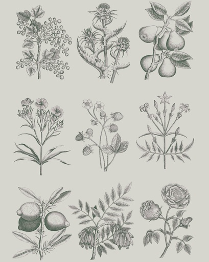 [DPBD001.0001.01] RHS DECOUPAGE PAPER BOTANICAL DRAWINGS - PAPEL PARA MUEBLES 67*48CM