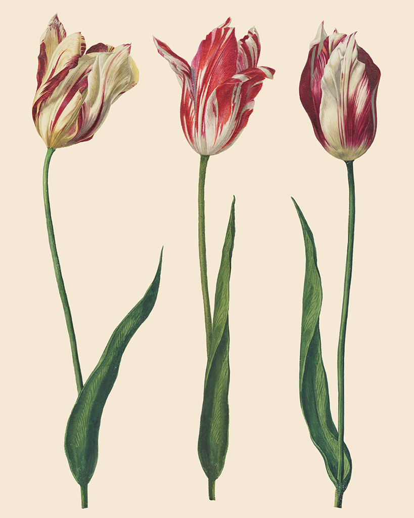 RHS DECOUPAGE PAPER DUTCH TULIPS - PAPEL PARA MUEBLES  67*48CM