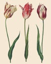 RHS DECOUPAGE PAPER DUTCH TULIPS - PAPEL PARA MUEBLES  67*48CM