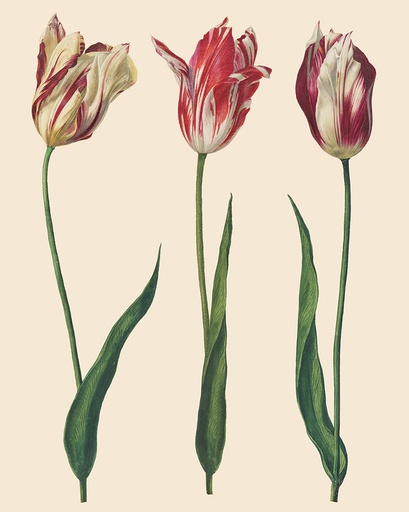 [DPDT001.0001.01] RHS DECOUPAGE PAPER DUTCH TULIPS - PAPEL PARA MUEBLES  67*48CM